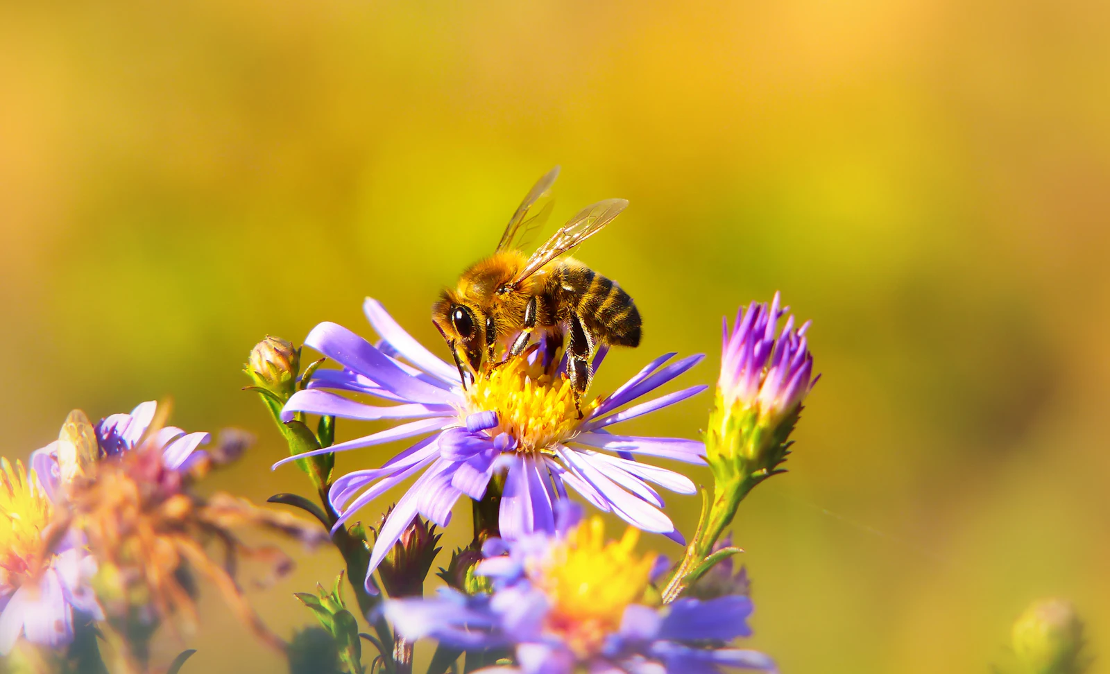 A honeybee on a purple aster