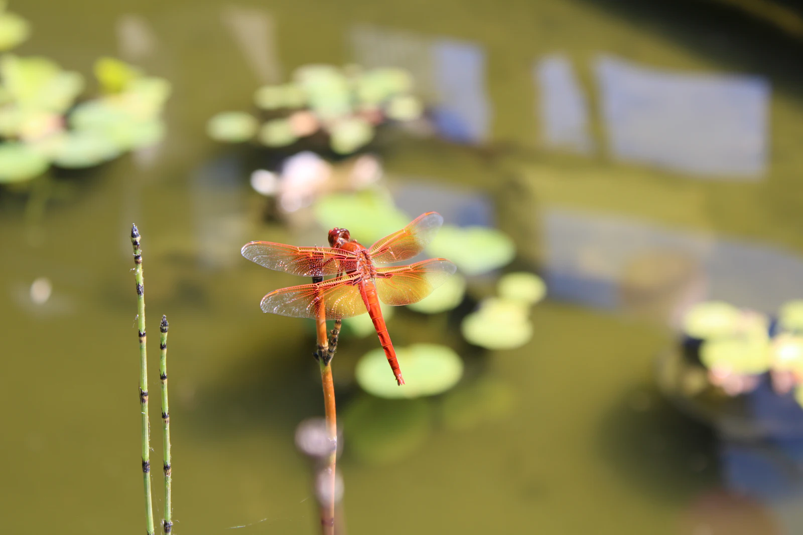 A red dragonfly perched on a stem over a pond