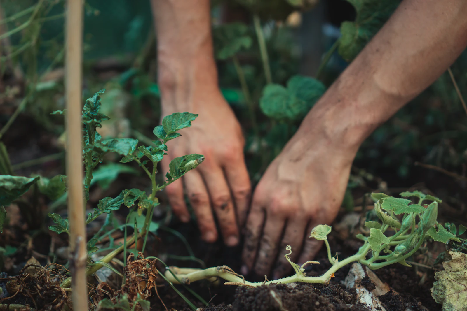 Hands pressing a seedling into dark soil