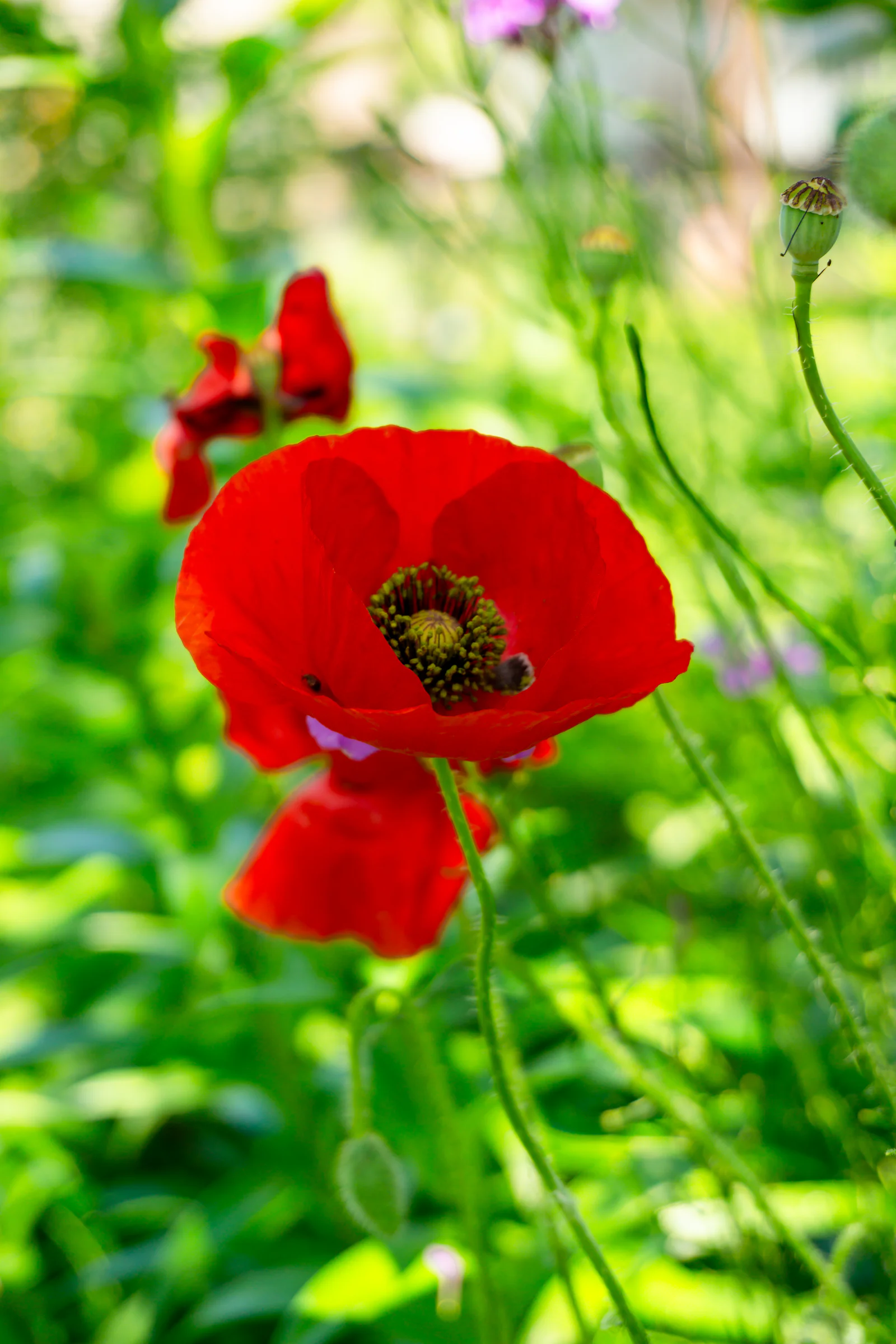 A red poppy in long grass
